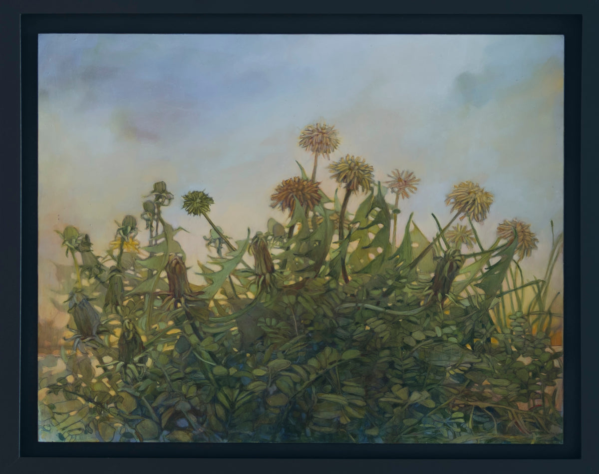 Potomac Yard Dandelions