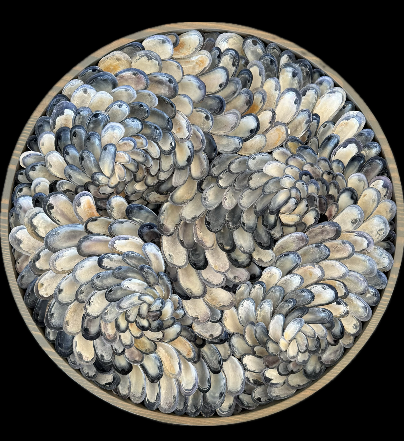 Blue Mussel Wall Mosaic