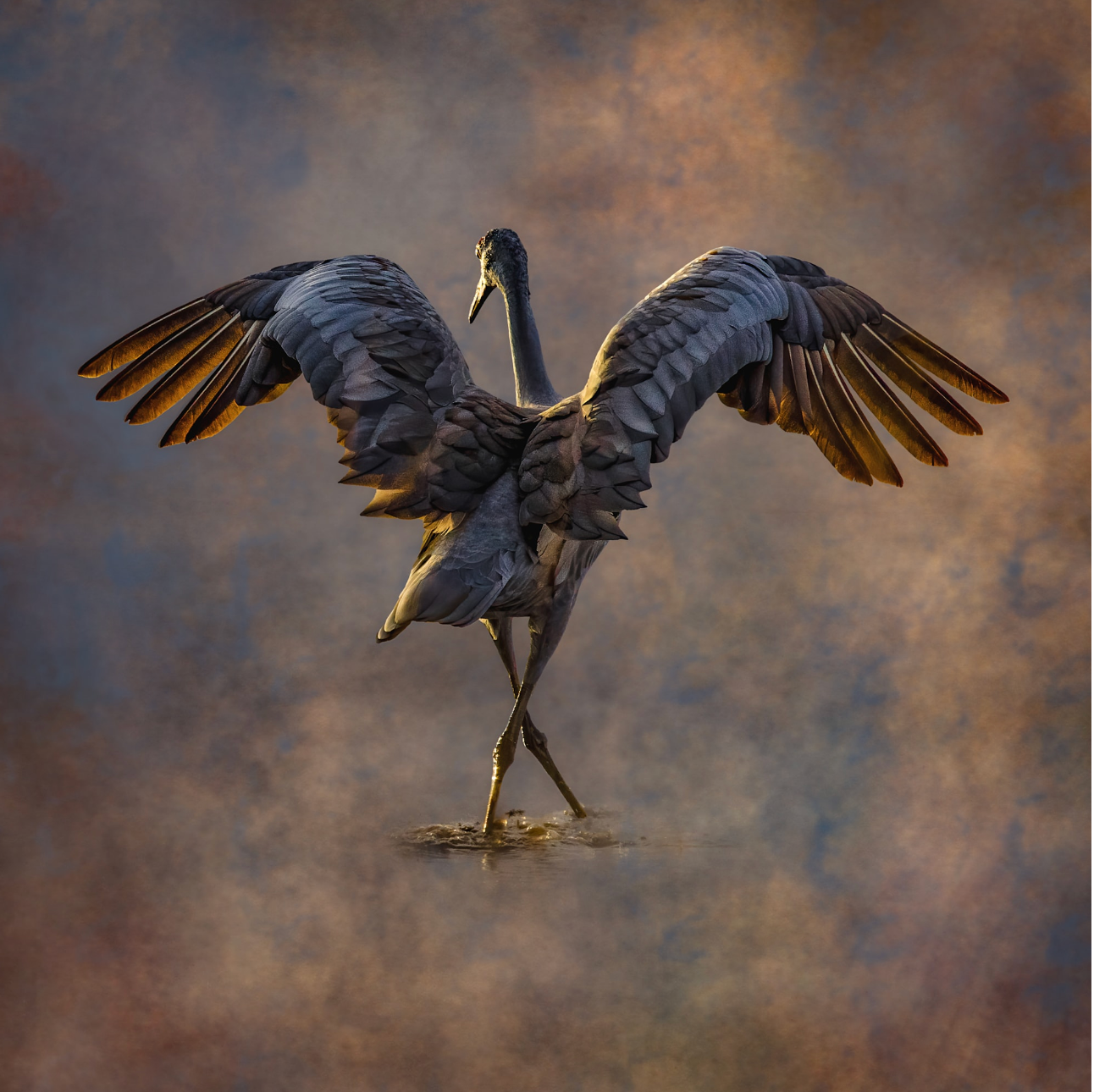 Sandhill Dancer, 2017
