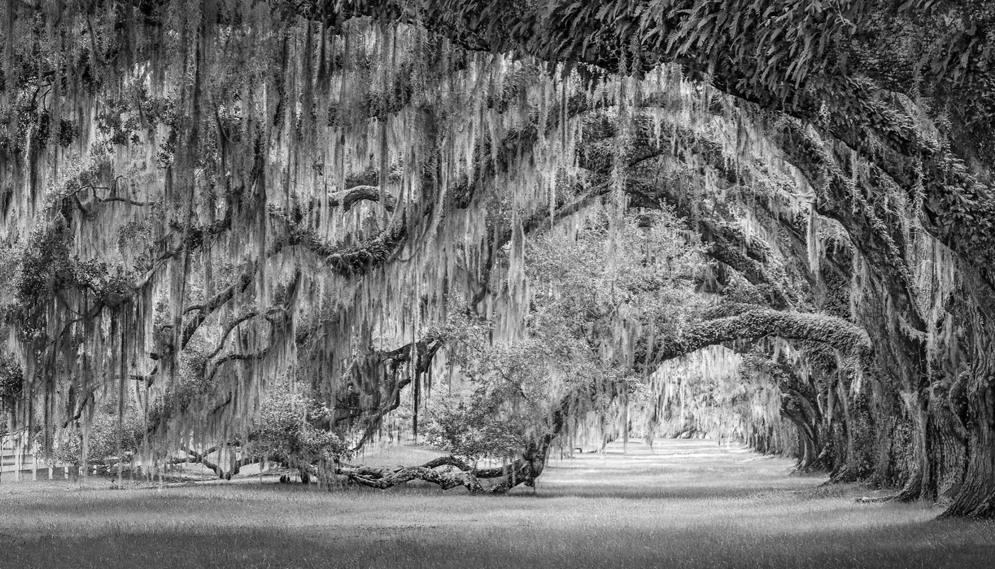 Deep in the South, 2024