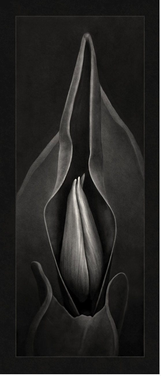Cloaked Beauty, 2021