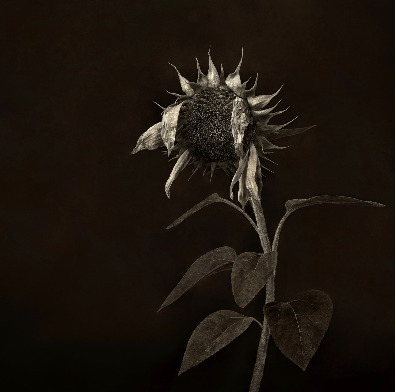 After the Bloom, 2021
