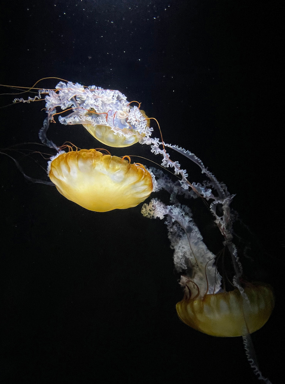 Dance of the Moonlight Jellies, 2023