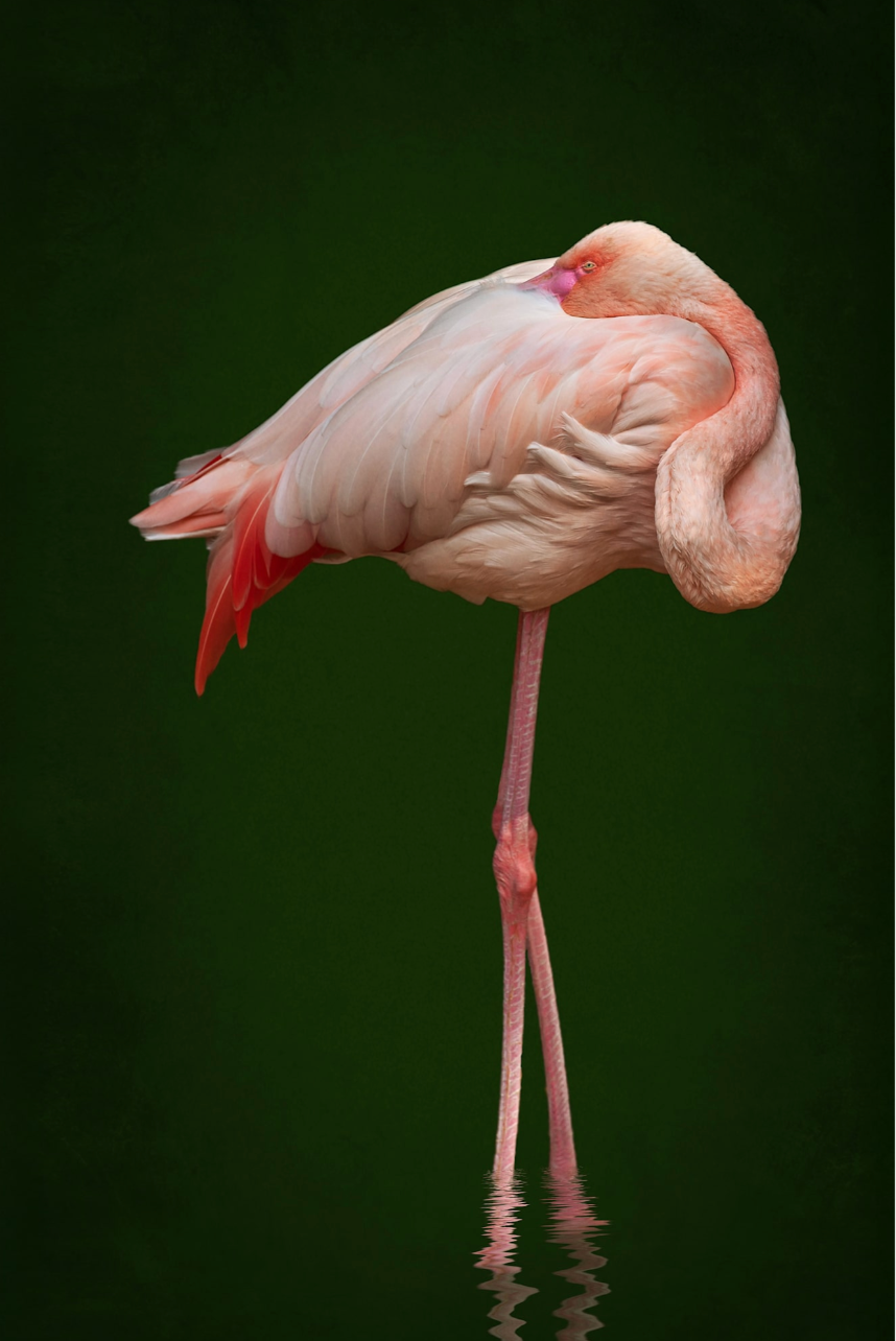 Twisted Sister, 2021