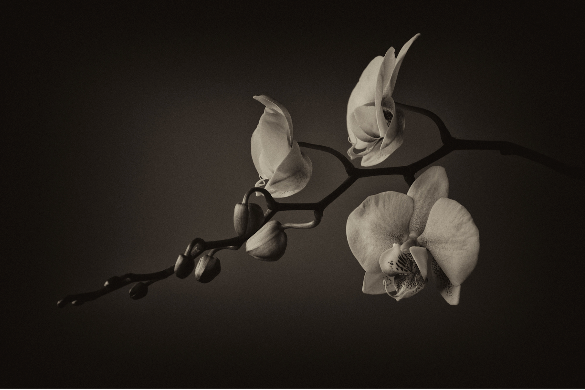 A Gentle Turn to the Light, 2017