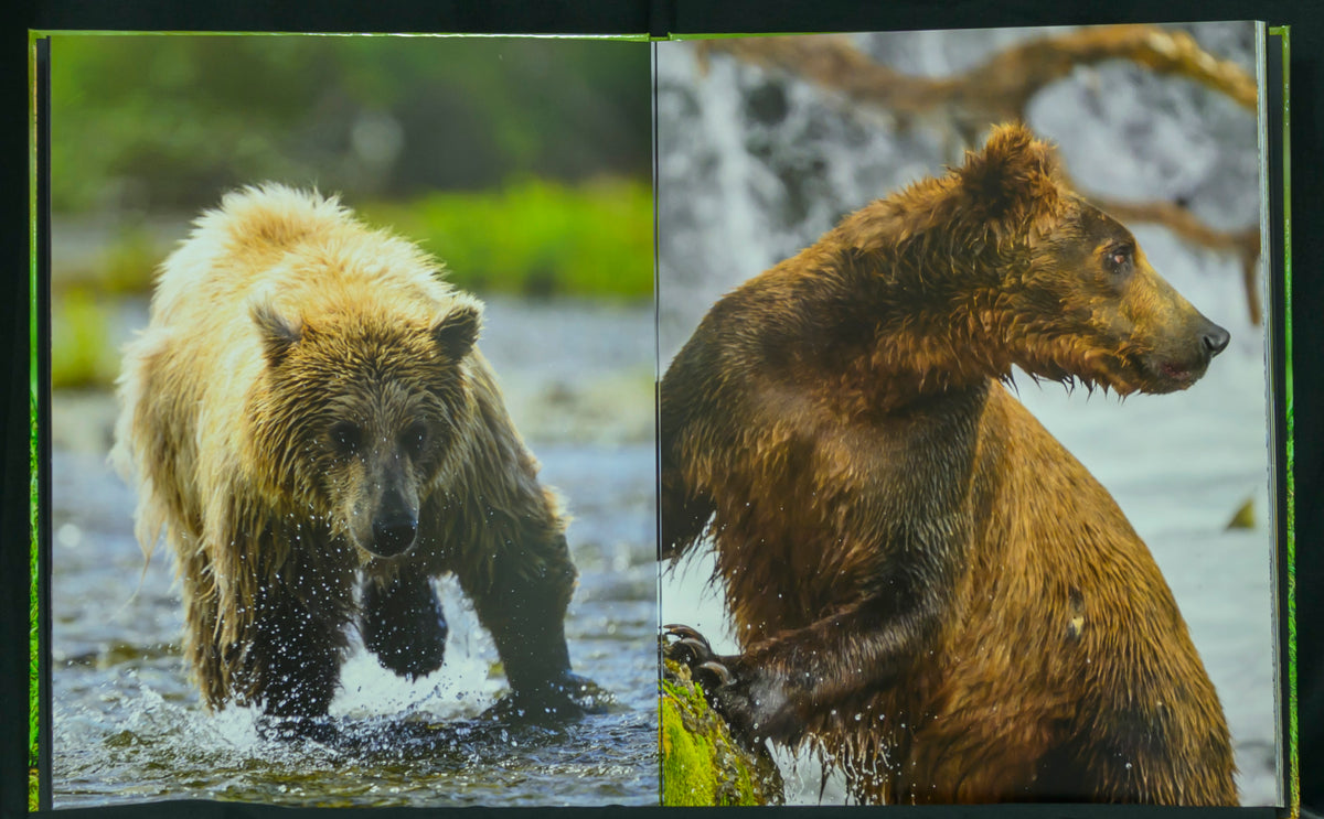 Bears of Alaska