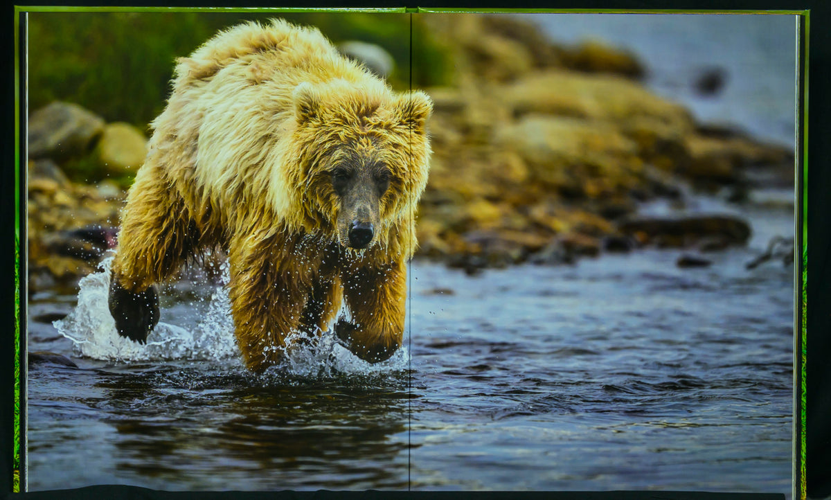 Bears of Alaska