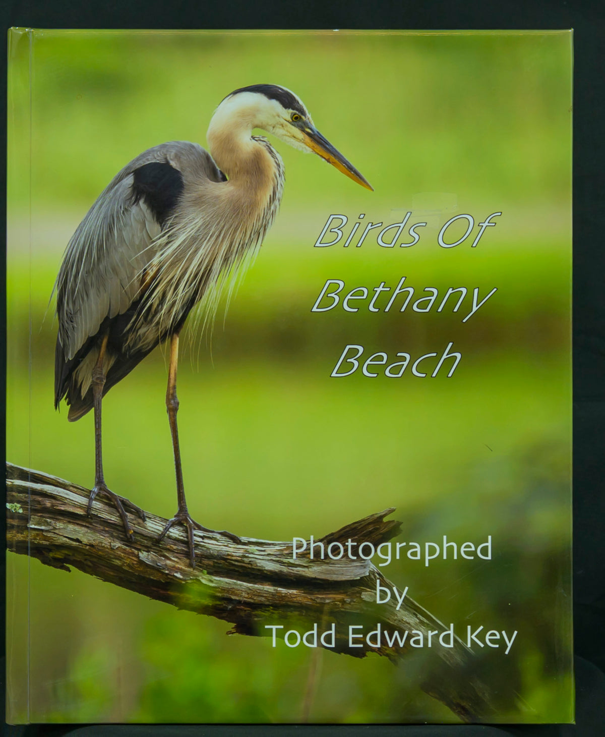 Birds of Bethany Beach