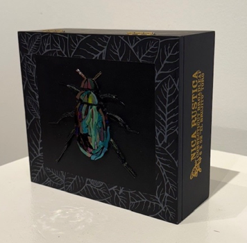 Black Coleoptera