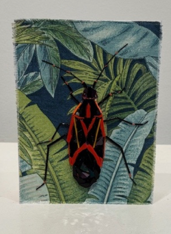 Boxelder Bug (Boisea Trivittata)