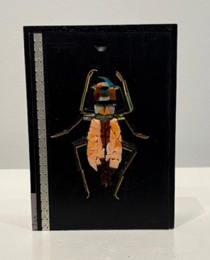 Coral Pink Sand Dunes Tiger Beetle